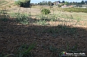 VBS_5376 - La solita strada... il grano da crescere, i campi da arare...